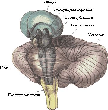 53. Двигательные черепные нервы, области их иннервации.