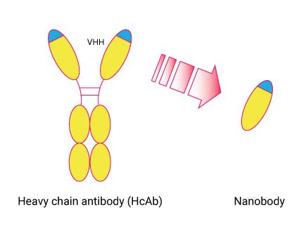 p53 DBD VHH Antibody - Echelon Biosciences