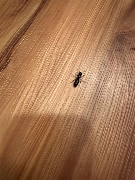 ants with wings in house 11