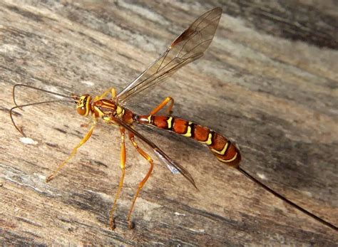 19 Amazing Red Wasps (Pictures And Identification Guide)