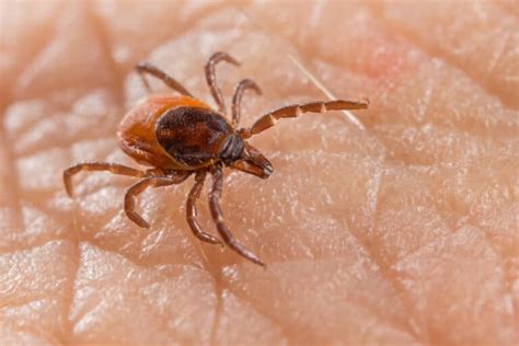 What Does a Deer Tick Look Like? - Pest Source