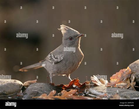 female Phainopepla (Phainopepla nitens Stock Photo - Alamy