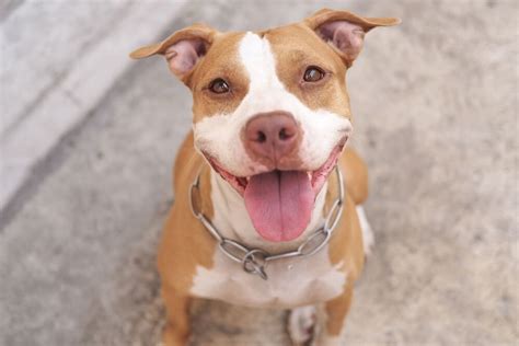 Pitbull Foi Criado Em Laboratório - Tudo o que você precisa saber sobre o cachorro pitbull