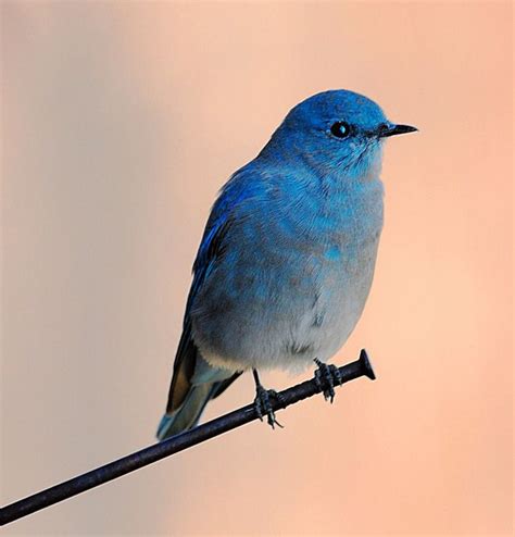 Cómo puedes ayudar a los pájaros azules a recuperarse