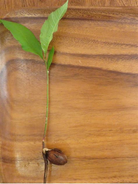 what does pecan tree look like 6