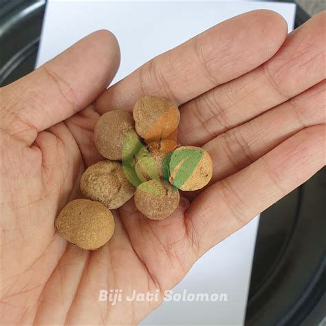Jual Benih Biji Jati Solomon Berkualitas | Agro Bibit ID