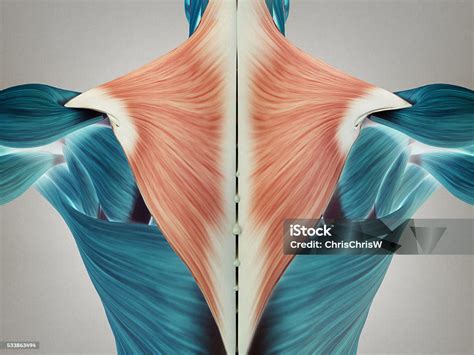 Musculos Das Costas - Foto de Anatomia Humana Torso Músculos Das Costas Dor Ilustração 3d e ...
