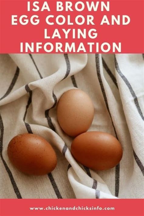 isa brown chicken egg color size  laying numbers chicken