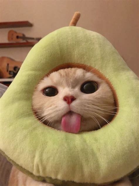 Pin on happy cat