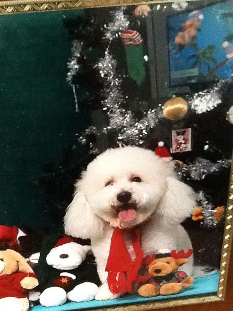 Pin by Debbie Dukleth on Bichon | Christmas dog, Cute dogs, Cute pictures