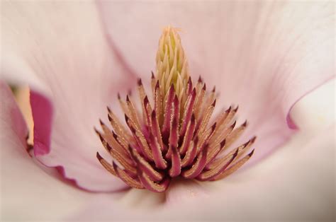 Betty Magnolia - Magnolia 'Betty' - Wholesale
