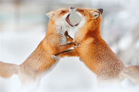 Winter Wildlife of Japan: Hokkaido & Snow Monkeys Photo Tour