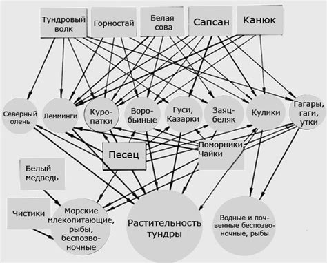 Как составить схему цепи питания, характерной для тундры?