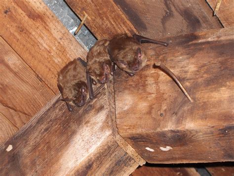 Long Eared Bat A Profile On Brown Long Eared Bats | Blog| Greenlight