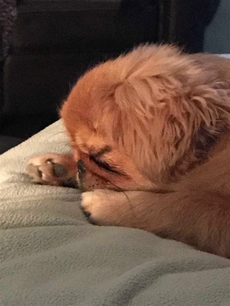 Cute Pekingese Puppy - Lizzie