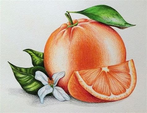 orange pencil shading  fruit art drawings fruits drawing