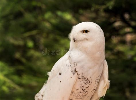 Close Up of Snowy Owl Against Green Rainforest in Summer Stock Image ...