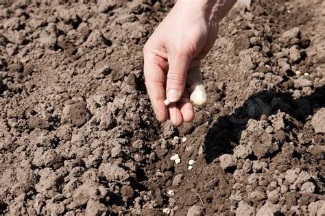 Planting seeds | Stock image | Colourbox