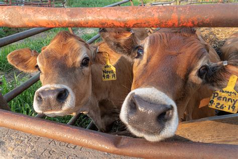 Fluffy Cow Breeds
