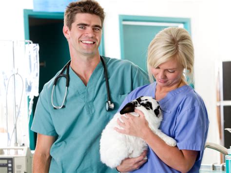 O Que Faz um Auxiliar de Veterinário? Conheça as Funções!