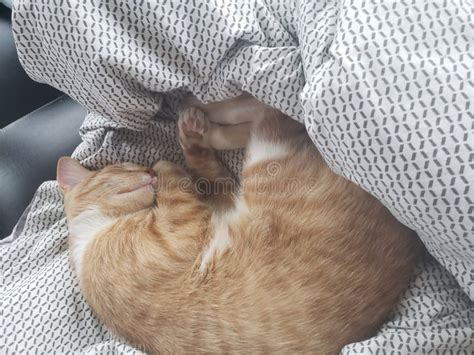 Sleeping baby cat stock image. Image of sleeping, nose - 261738121