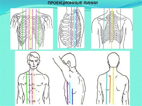 Анатомия человека. Значение анатомии для медицины. История анатомии ...