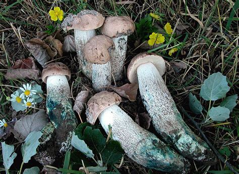 Подберезовик жестковатый (Leccinum duriusculum) фото и описание