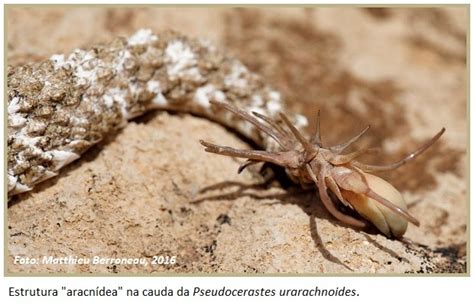 Vibora Cauda De Aranha