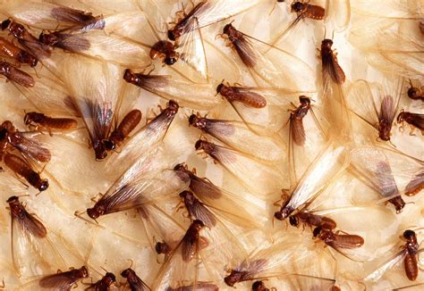What Do Termites Look Like? Signs of Termite Damage