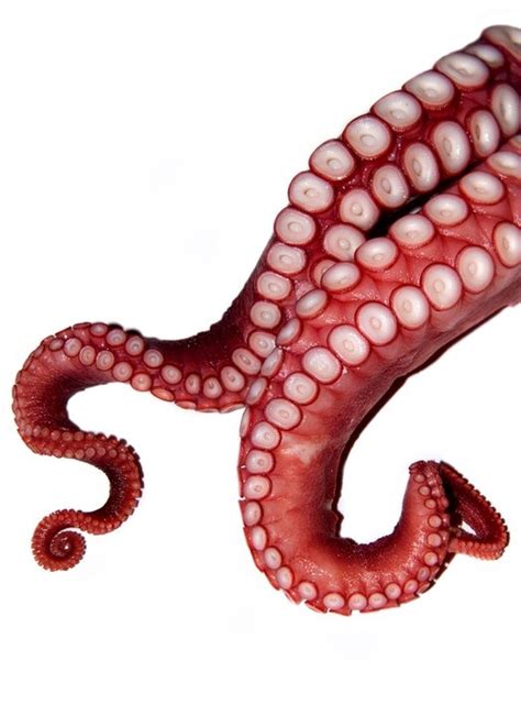 1000+ images about Octopus stuff on Pinterest