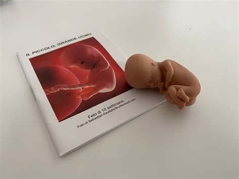 C’è qualcuno che ha paura di un feto?