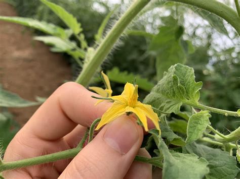 Bombus terrestris are usually used to increase pollination in tomato
