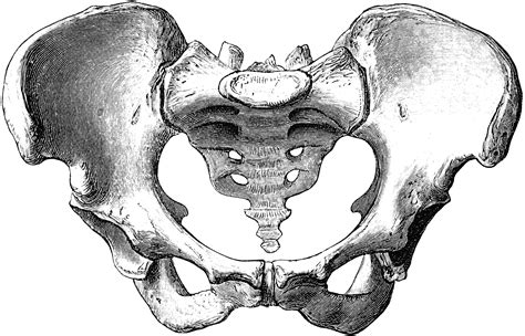 female pelvis clipart