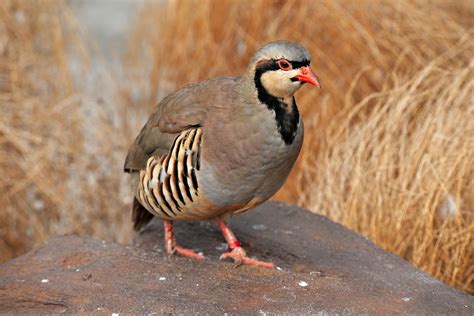 chukar partridge bird  photo  pixabay