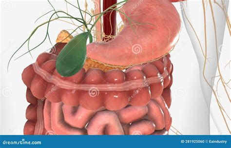 Parasympathetic Nervous System And Digestive System Stock Photo ...