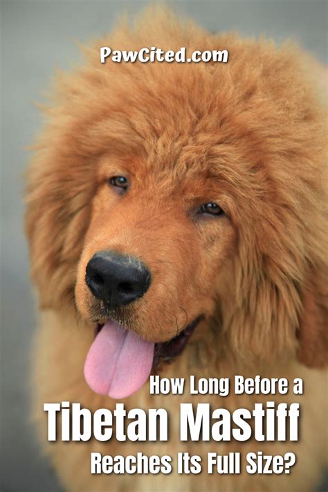 tibetan mastiff weigh artofit