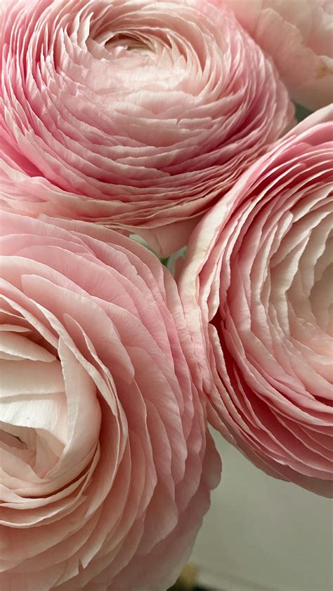 Pale Pink Buttercups · Free Stock Photo