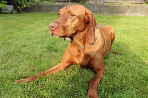Vizsla - SpockTheDog.com