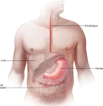 Stomach Spasm: Symptoms, Causes, Meaning, Nausea, After Eating ...