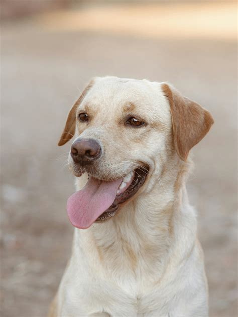 le  migliori foto  immagini  cani  gratuito al
