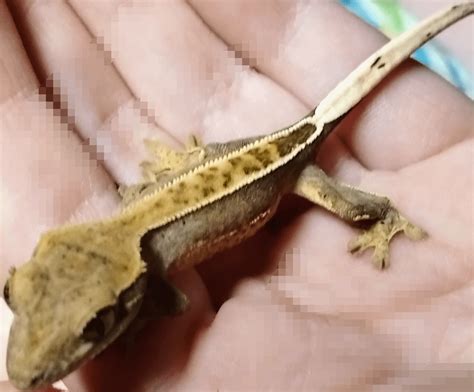 my new pet : r/reptiles
