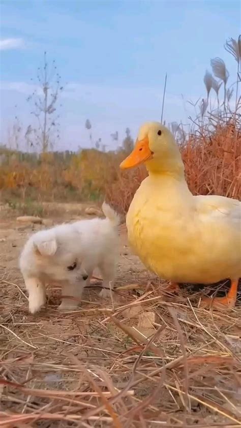 Adorable Puppy Pictures: Guaranteed to Melt Your Heart - Hunter Games Magazine