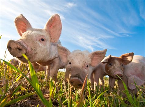 Cute Farm Animals Wallpapers - Wallpaper Cave