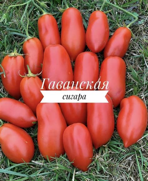 ГАВАНСКАЯ СИГАРА томат | Томатная Коллекция - Редкие и эксклюзивные ...