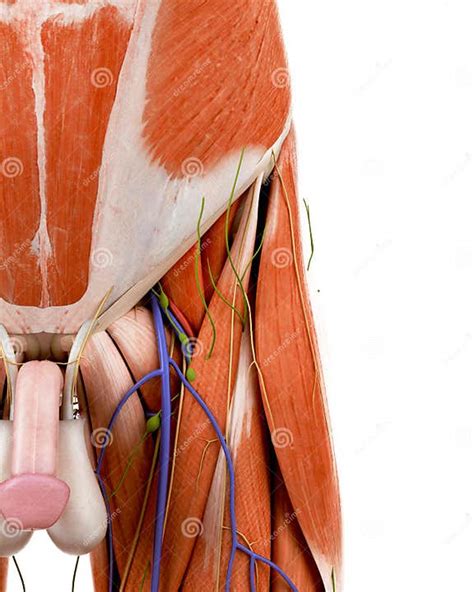 Onde Fica A Virilha No Corpo Humano - A Anatomia Humana Do Virilha Ilustração Stock - Ilustração de anatomia ...