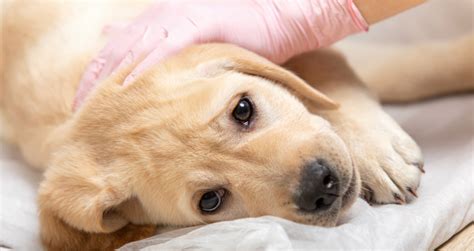 What Is Parvo? - Doobert
