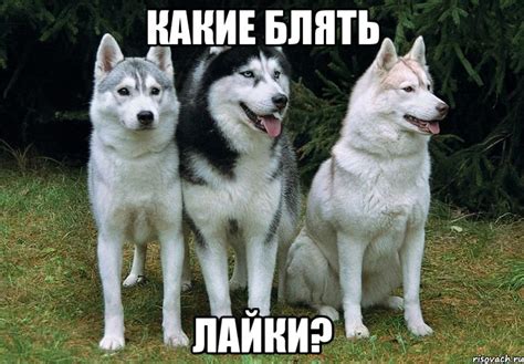 какие блять лайки?, Мем лайки - Рисовач .Ру