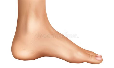 realistic human foot side view illustration detailed anatomy  human