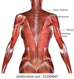 Human Body Muscles Stock Illustration 311004047 | Shutterstock