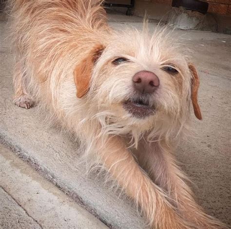 Silky Jack: Jack Russell Silky Terrier Mix Breed Guide - Terrier Owner